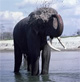 L��il et l��l�phant