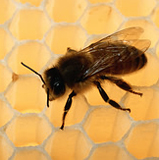 Les abeilles peuvent diff�rencier les petits nombres