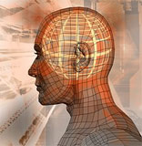 Intelligence et d�veloppement du cerveau