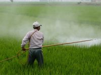 Pesticides et baisse de QI